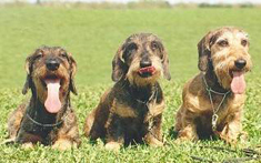 Mäyräkoira – Lyhyt esittely