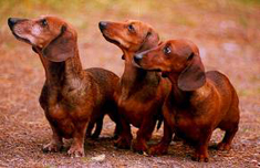 Lyhytkarvaisia mäyräkoiria