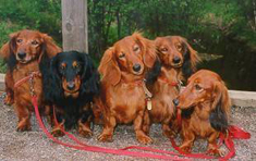 Pitkäkarvaisia mäyräkoiria