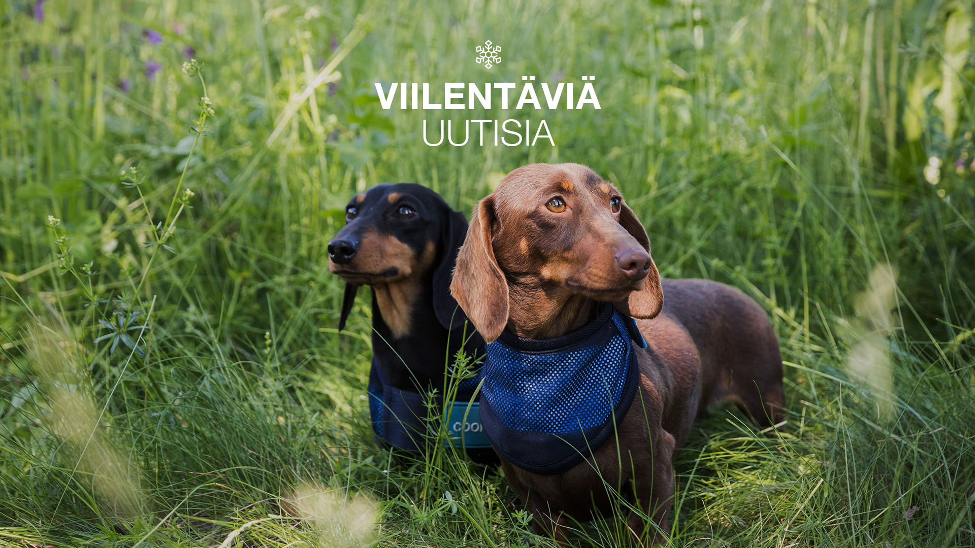 Suomen Mäyräkoiraliitto yhteistyöhön Back on Trackin kanssa