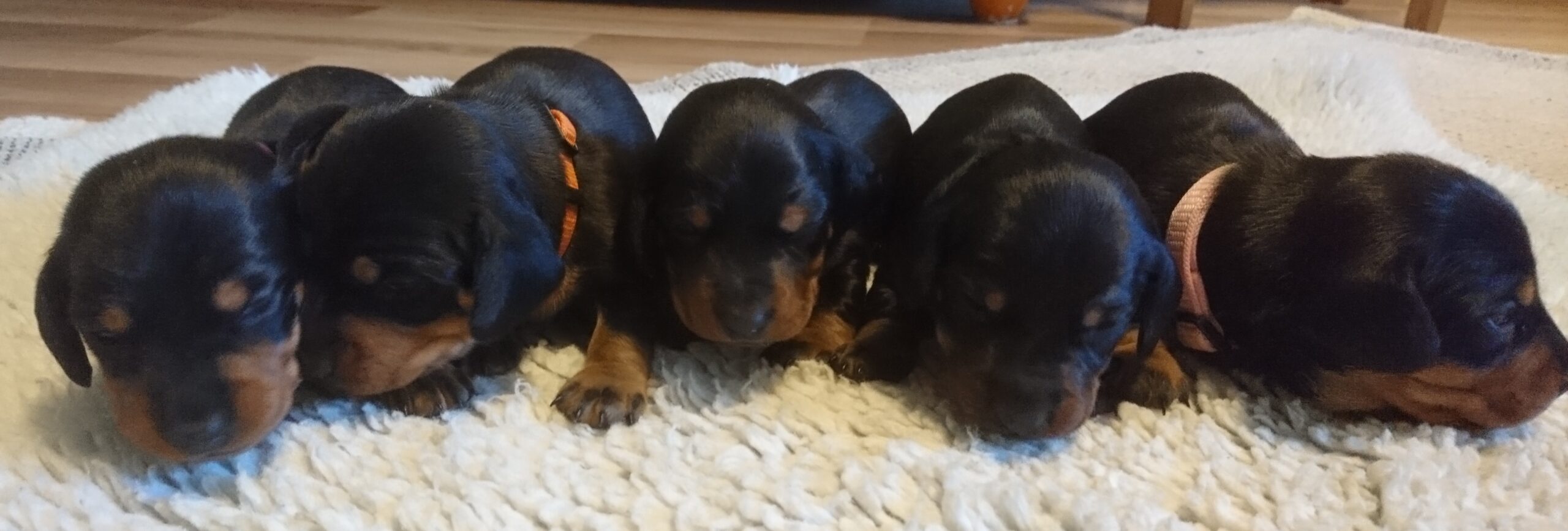 Kasvattajalistoihin täsmennystä