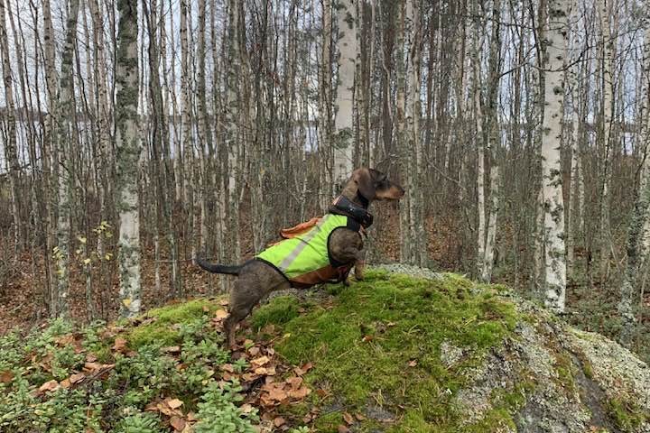 Kutsu vuoden eräkoira-kilpailuun