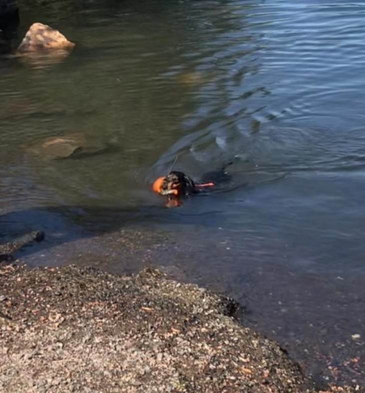 Kaniini- ja kääpiömäyräkoirat Vesiriista-kokeisiin