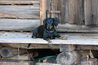 Vuoden 2026 Eräkoiraehdokas